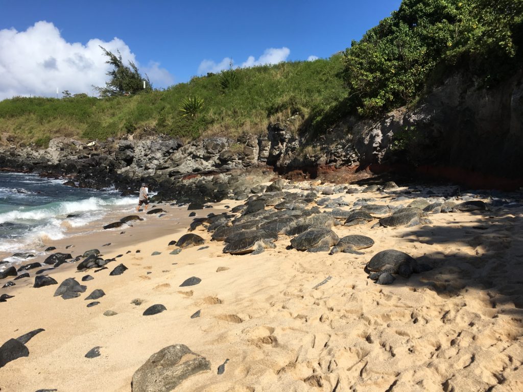 砂浜の上にある岩