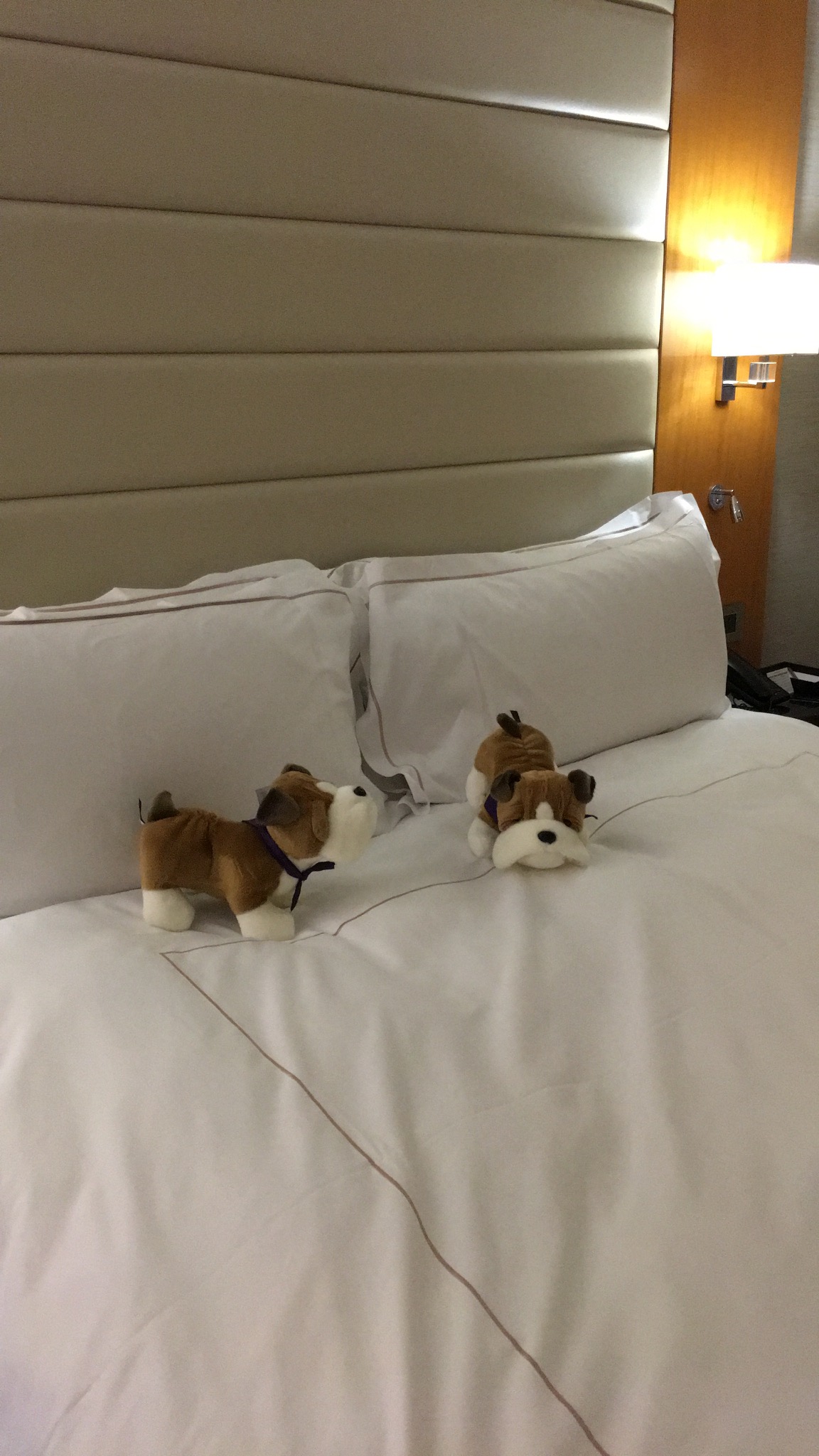ベッドの上の犬と猫