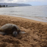 砂浜にいるカメ