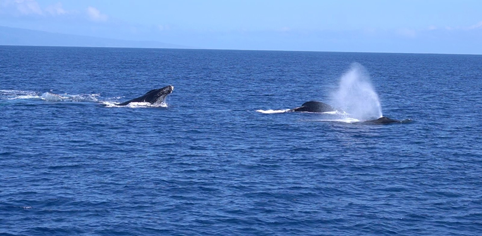 海のクジラ