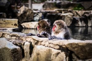 岩の上にいる小動物