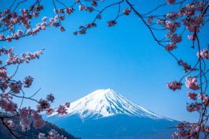 雪が降った富士山の上にある木