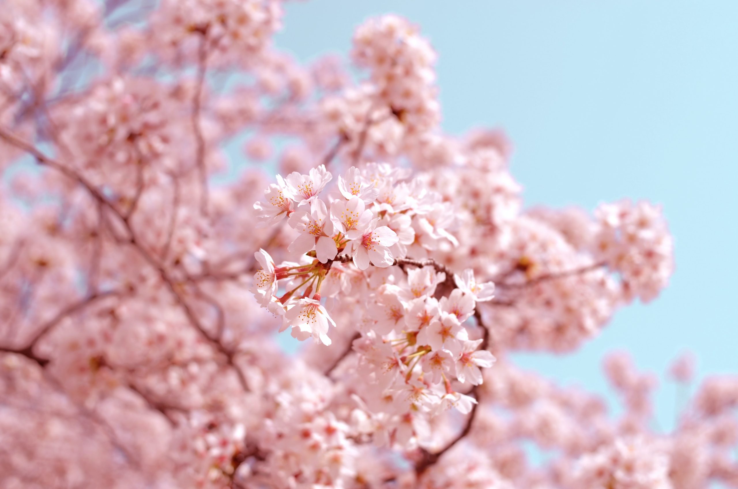 ピンクのバラの花が咲いている木