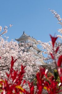 ピンクの花が咲いている木