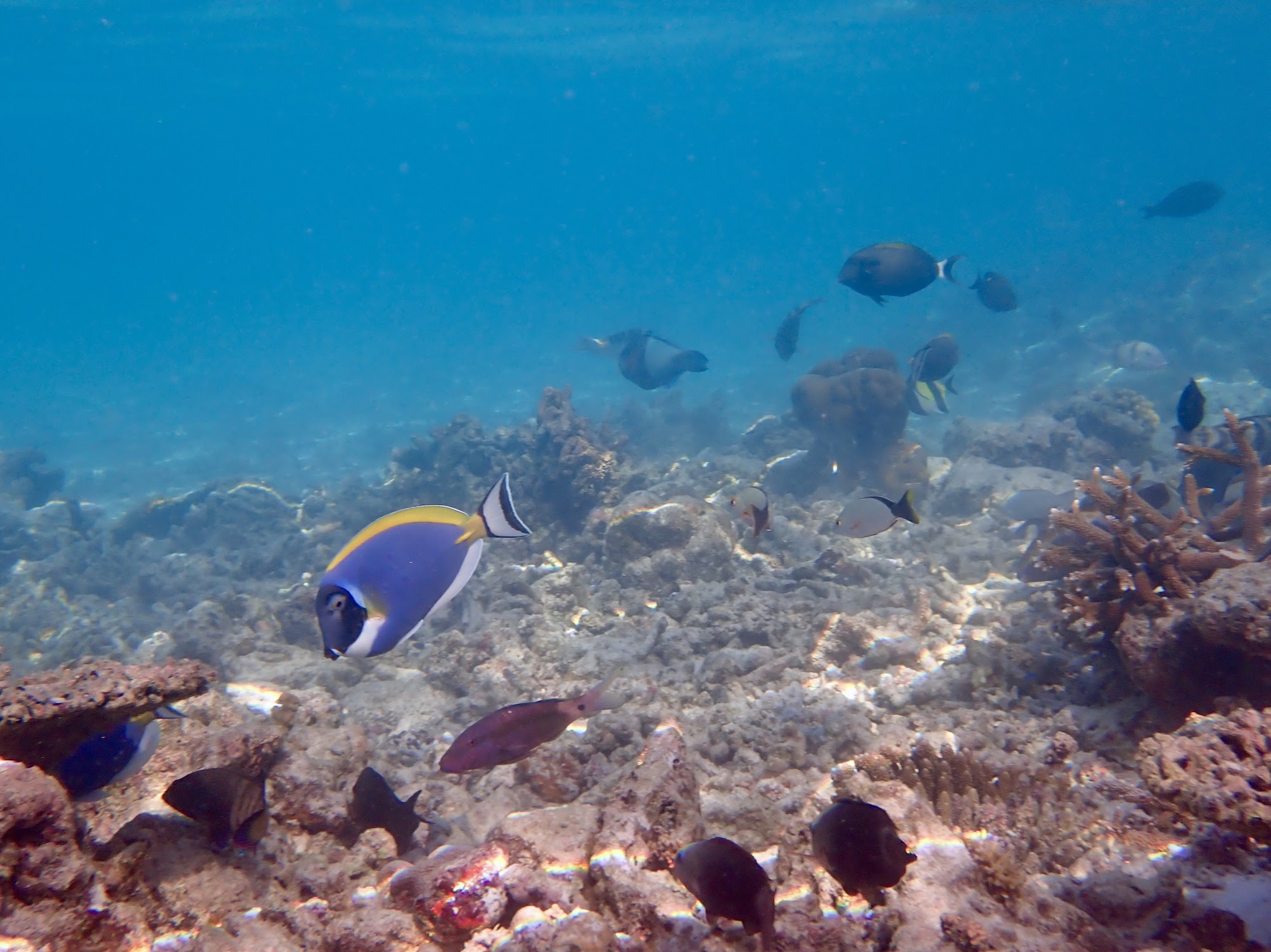 水中を泳いでいる魚