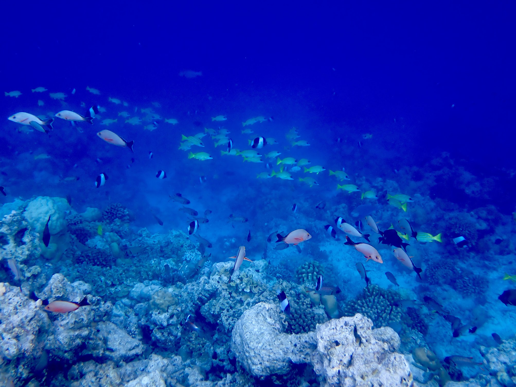 水中を泳いでいる魚