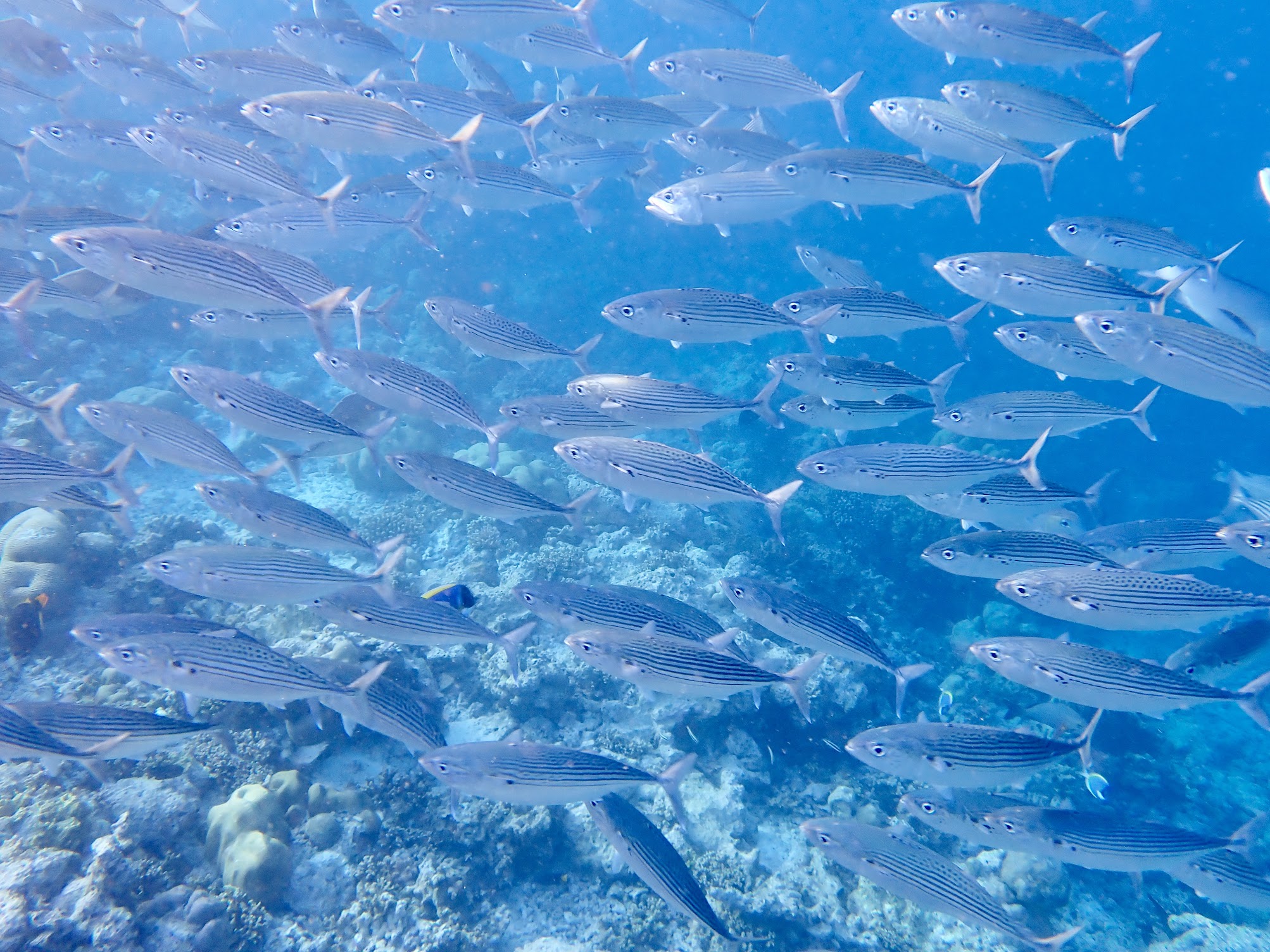 水中を泳ぐ魚の群れ