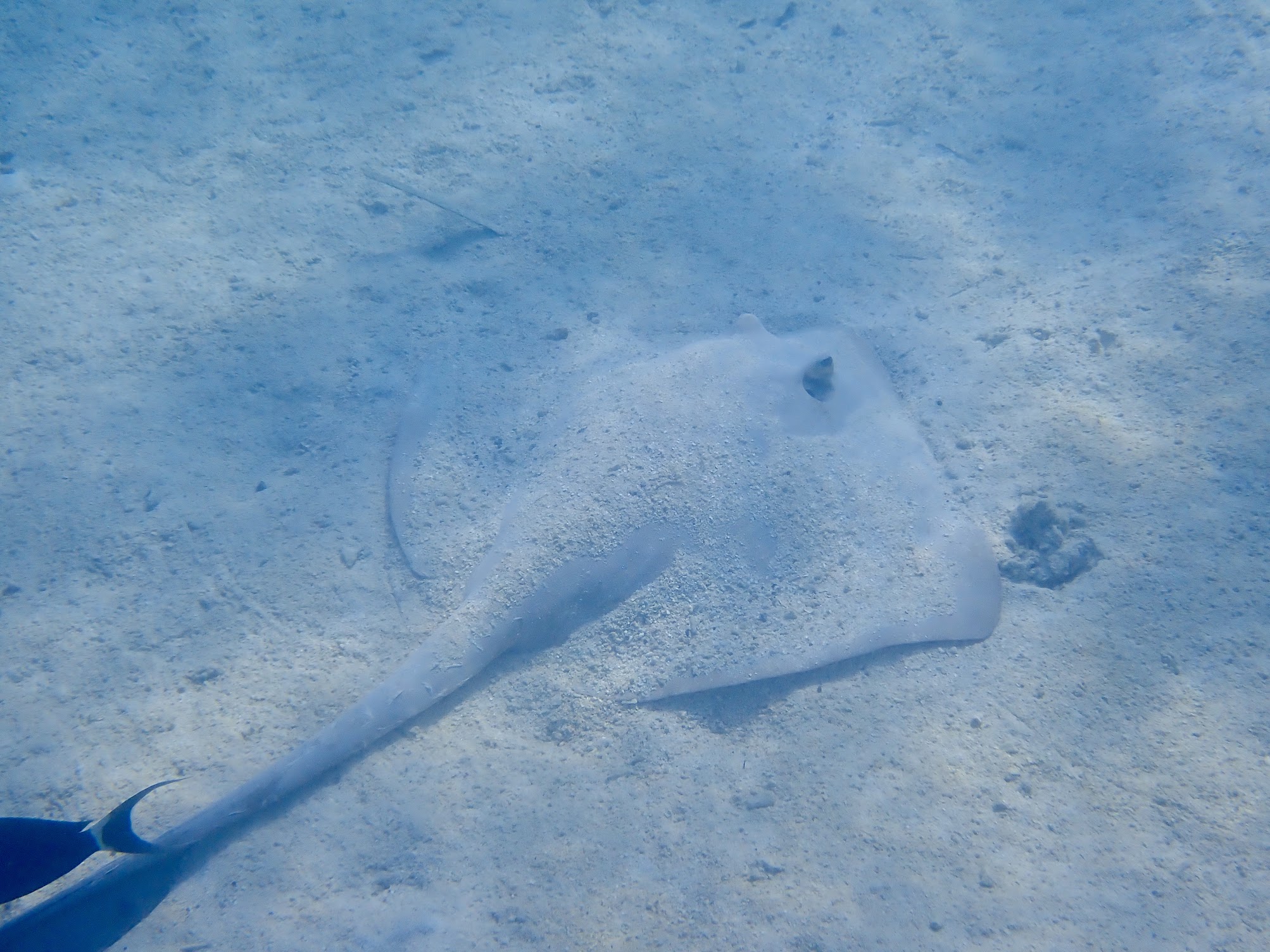 雪の中の魚